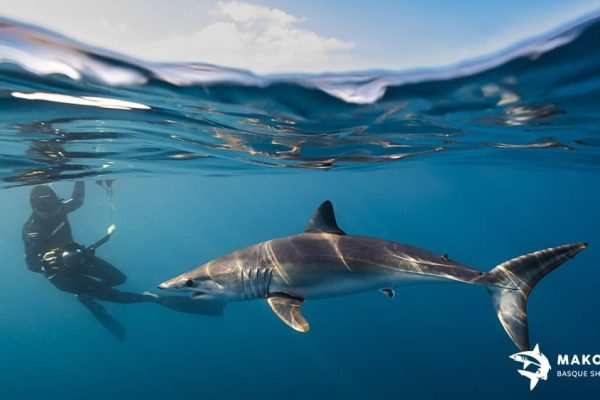 nadar con tiburones bermeo turismo